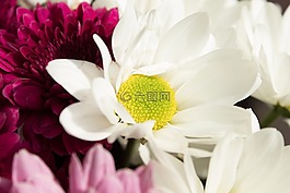 花束,雛菊,鮮花