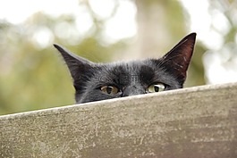 動物,寵物,貓咪