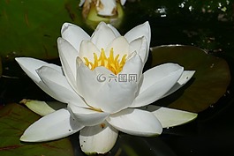 睡蓮,開(kāi)花,水