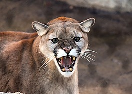 美洲獅,貓,野生動物