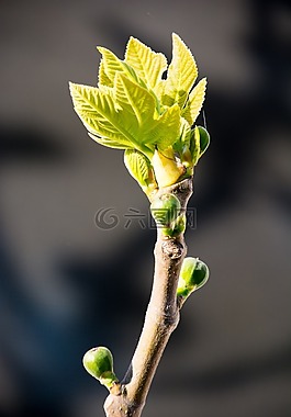 無花果,芽,春天