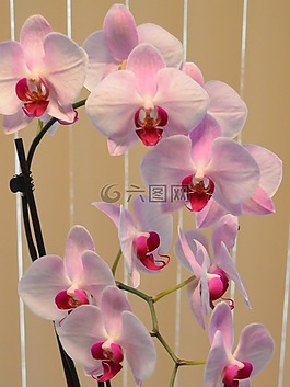 蘭花,粉紅色,花
