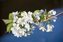 櫻花,科,櫻桃