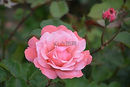 粉色,灌木,花園