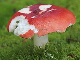 蘑菇,森林,秋季