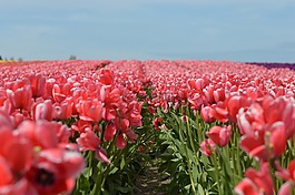 郁金香,鮮花,西北
