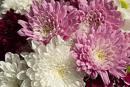 花束,鮮花,開花
