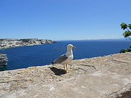 海鷗,科西嘉,假日
