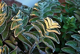 羊耳,植物,叶子