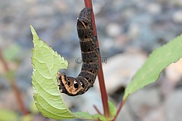 昆蟲,卡特彼勒,蝴蝶