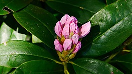 rohdodendron,开花,芽