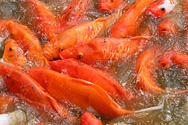 魚,錦鯉,自然