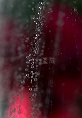 蜘蛛網(wǎng),滴,著色
