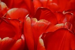 紅色,粉紅色,郁金香