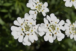candytuft,iberis 北美红杉,白