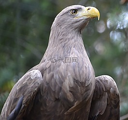 鷹,鳥,動物園