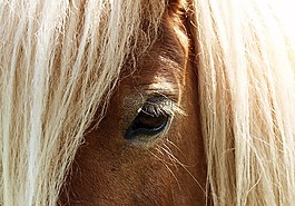 馬,眼,馬頭