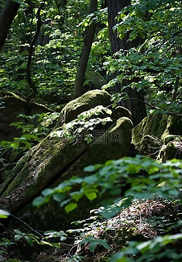 櫸木,苔,巖