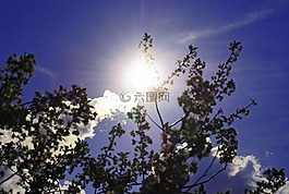 太陽,天空,分支機(jī)構(gòu)