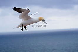 北方塘鹅,关岛的格兰,在可以