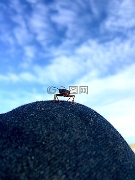 昆虫,天空,昆虫飞行