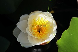 睡蓮,開(kāi)花,性質(zhì)