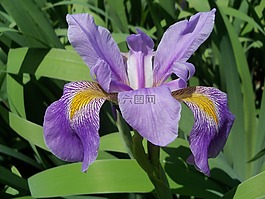 鳶尾花,丁香,花