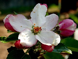 蘋果花,春天的花朵,蘋果樹