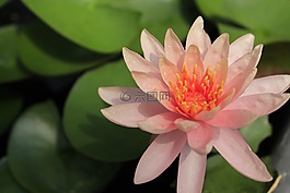 蓮花,鮮花,現(xiàn)在