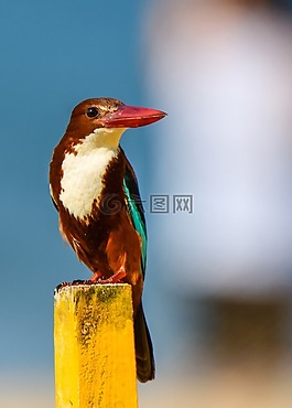 自然,鳥,野生動(dòng)物