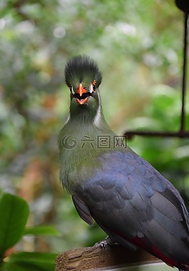 異國情調(diào)的鳥,花園,性質(zhì)