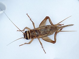 acheta 家蝇,格栅,昆虫