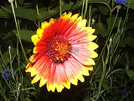 花卉,紅色花,鮮花
