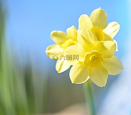水仙,花,黃色