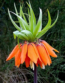 帝冠,百合科,草本植物