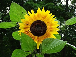 太陽花,向日葵,赫梅爾
