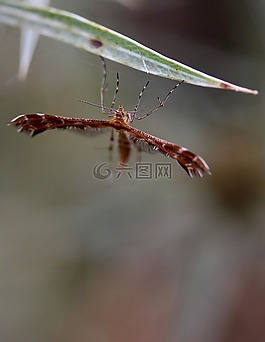 蝴蝶,布朗,翅膀