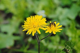 開(kāi)花,蜜蜂,自然