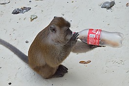 動(dòng)物,猴子飲料,瓶