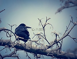 烏鴉,冬天,鳥
