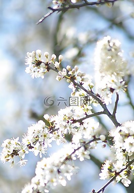夏季,開花,花