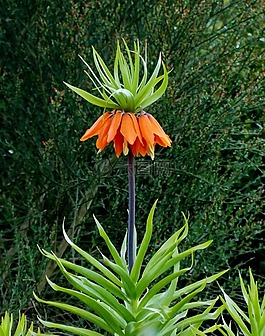 帝冠,百合科,草本植物