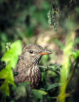 鳥,自然,草
