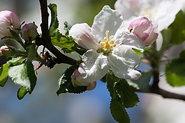 蘋果花,盛開,鮮花