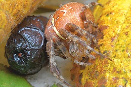 蜘蛛,特寫(xiě),昆蟲(chóng)