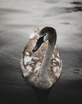 鴨,天鵝,鳥