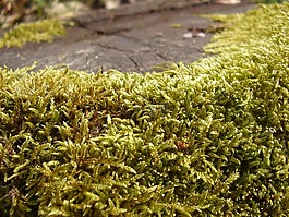 綠色,葉子,植物