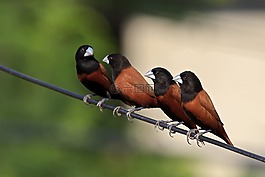 鳥(niǎo),羽毛,性質(zhì)