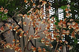 蘭花,花,盛開