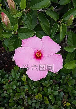 花,槿,自然